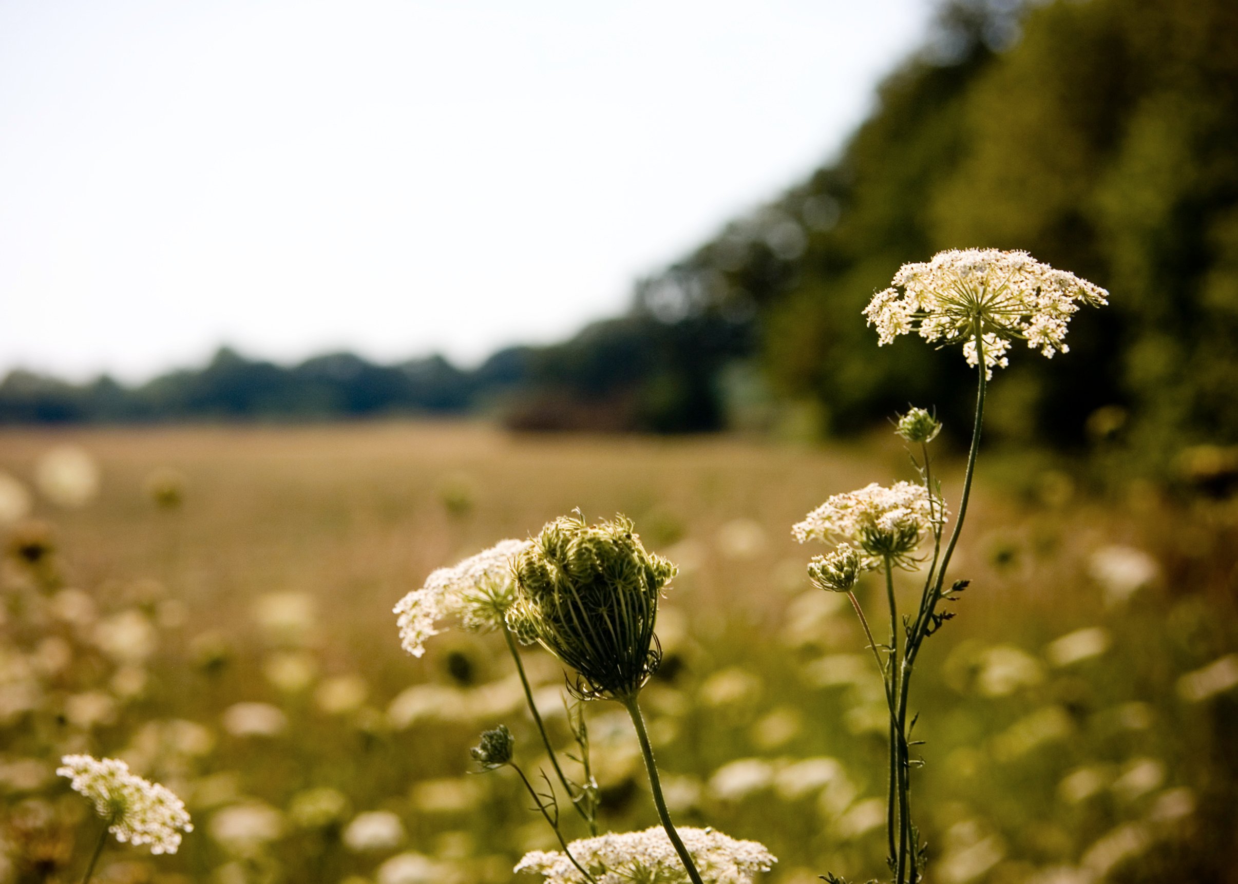 Queen anne's lace